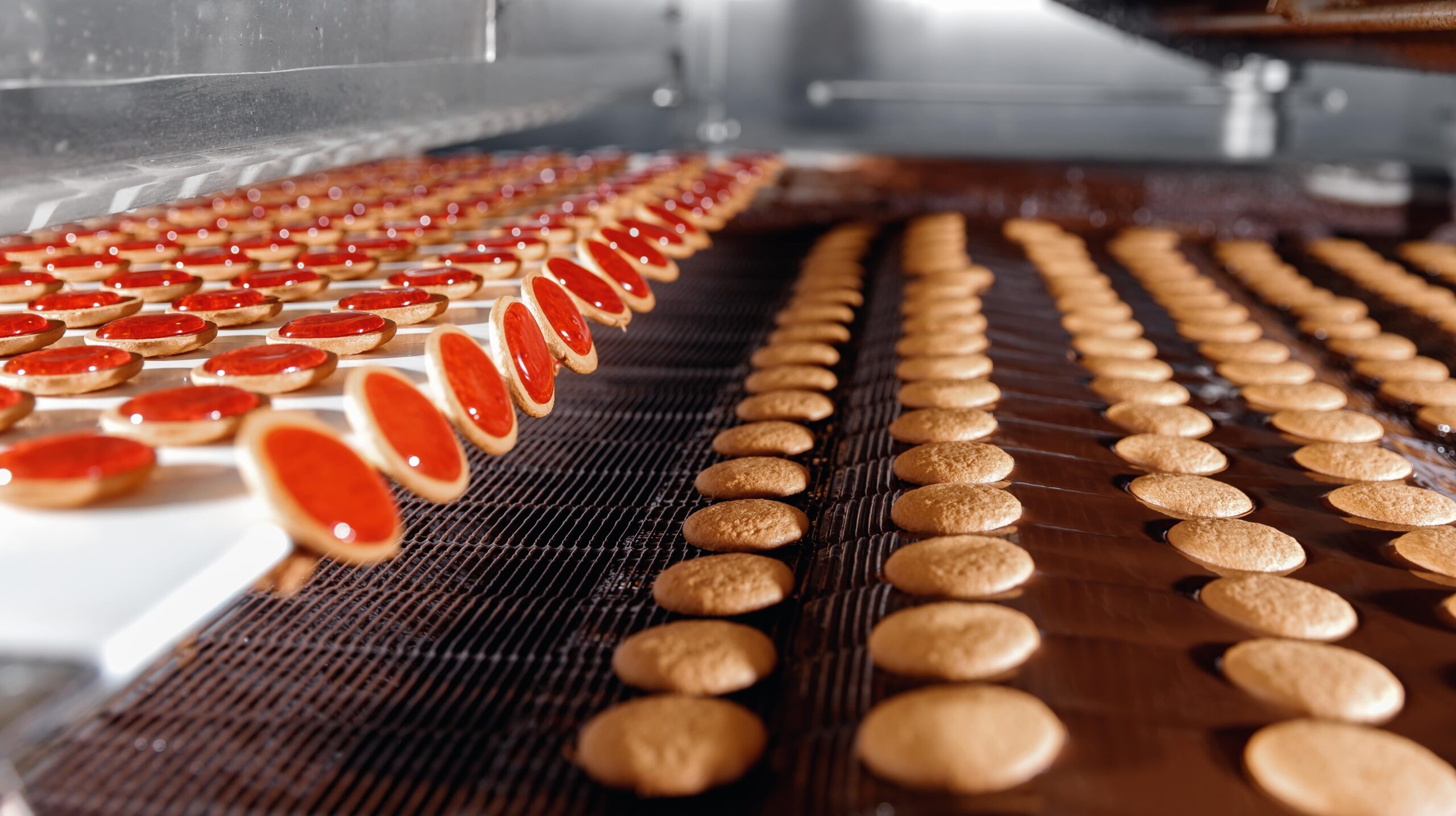 Cookies on a food conveyor belt.